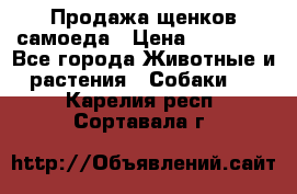 Продажа щенков самоеда › Цена ­ 40 000 - Все города Животные и растения » Собаки   . Карелия респ.,Сортавала г.